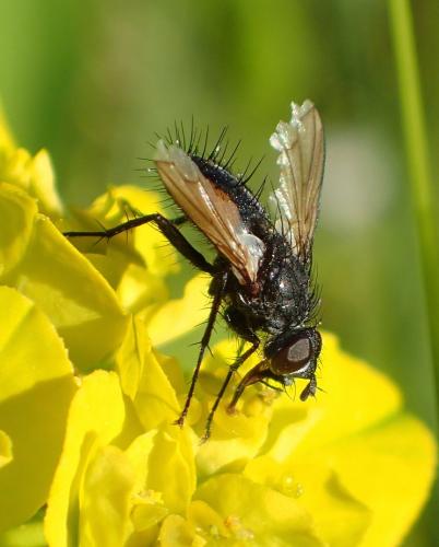 Réf. 198 806 : Eriothrix rufomaculata